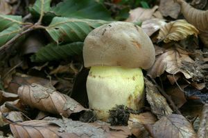 Klikni pro velký obrázek