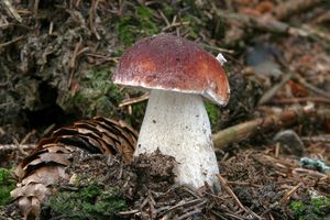 Klikni pro velký obrázek