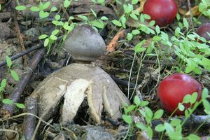 Hvězdovka tuhová - Geastrum coronatum Pers.