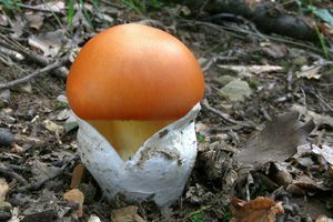 Muchomůrka císařka - Amanita caesarea  (Scop.) Pers. 1801