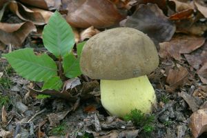 Hřib šedorůžový - Butyriboletus roseogriseus (J. Šutara, M. Graca, M. Kolarík, V. Janda & M. Kríž) Vizzini & Gelardi 2014