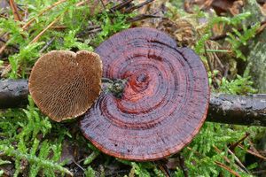 Klikni pro velký obrázek