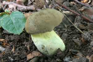 Hřib šedorůžový - Butyriboletus roseogriseus (J. Šutara, M. Graca, M. Kolarík, V. Janda & M. Kríž) Vizzini & Gelardi 2014