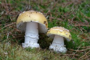 Muchomůrka slámožlutá - Amanita gemmata (Fr.) Bertill. 1866