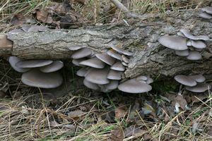 Hlíva ústřičná - Pleurotus ostreatus (Jacq.) P. Kumm. 1871
