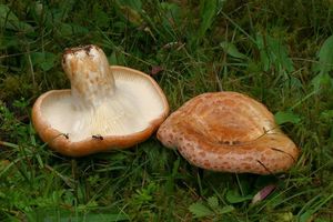 Ryzec Bresadolův - Lactarius zonarioides Kühner & Romagn. 1953