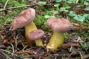 Čirůvka žabí - Tricholoma bufonium (Pers.) Gillet