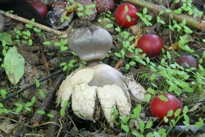 Hvězdovka tuhová - Geastrum coronatum Pers.