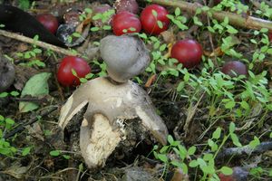 Hvězdovka tuhová - Geastrum coronatum Pers.