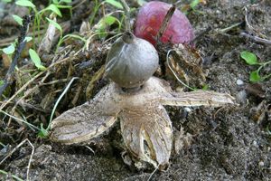 Hvězdovka tuhová - Geastrum coronatum Pers.