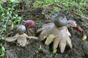 Hvězdovka tuhová - Geastrum coronatum Pers.