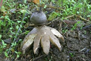 Hvězdovka tuhová - Geastrum coronatum Pers.