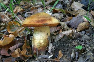 Klikni pro velký obrázek