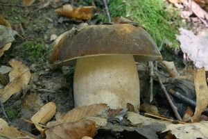 Klikni pro velký obrázek