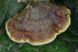 Lesklokorka Pfeifferova - Ganoderma pfeifferi Bres.