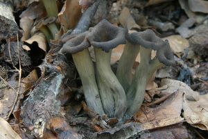 Stroček trubkovitý - Craterellus cornucopioides (L.) Pers. 1825
