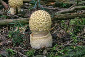 Muchomůrka královská - Amanita regalis (Fr.) Michael 1904