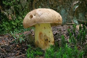 Hřib horský - Boletus subappendiculatus Dermek, Lazebníček