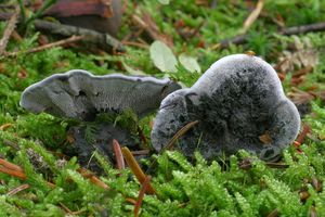 Lošáček černý - Phellodon niger