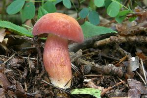 Hřib meruňkový - Rheubarbariboletus armeniacus (Quél.) Vizzini, Simonini & Gelardi