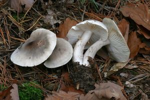 Čirůvka mýdlová - Tricholoma saponaceum (Fr.) P. Kumm. 1871