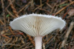 Čechratička čirůvková - Ripartites tricholoma (Alb. & Schwein.) P. Karst. 1879