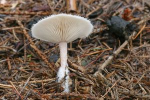 Čechratička čirůvková - Ripartites tricholoma (Alb. & Schwein.) P. Karst. 1879