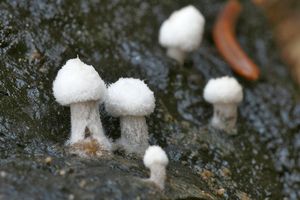 Rovetka pýchavkovitá - Asterophora lycoperdoides (Bull.) Ditmar 1809