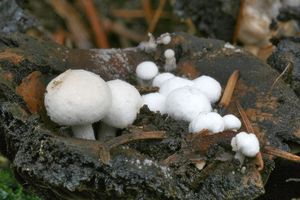 Rovetka pýchavkovitá - Asterophora lycoperdoides (Bull.) Ditmar 1809