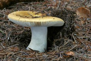 Holubinka hlínožlutá - Russula ochroleuca Fr. 1838