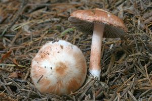 Vláknice zardělá - Inocybe whitei (Fr.) Fr.