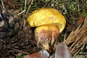 Klikni pro velký obrázek