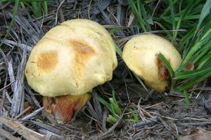 Hřib sírový - Buchwaldoboletus sphaerocephalus (Barla) Watl