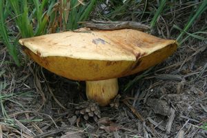 Hřib sírový - Buchwaldoboletus sphaerocephalus (Barla) Watl