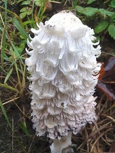 Hnojník obecný - Coprinus comatus (O.F. Müll.) Pers. 1797