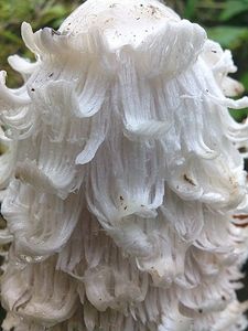 Hnojník obecný - Coprinus comatus (O.F. Müll.) Pers. 1797