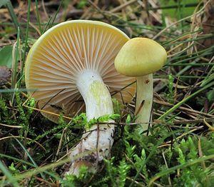 Šťavnatka modřínová - Hygrophorus lucorum Kalchbr. 1874