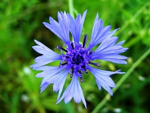 Chrpa modrá (Centaurea cyanus)