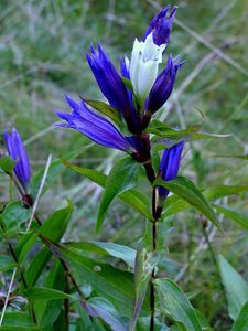 Hořec tolitovitý (Gentiana asclepiadea L.)