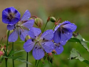 Kakost luční (Geranium pratense)