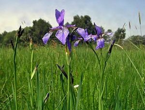 Kosatec sibiřský (Iris sibirica)