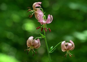 Lilie zlatohlavá (Lilium martagon)