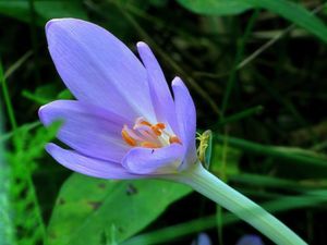 Ocún jesenní (Colchicum autumnale L.)