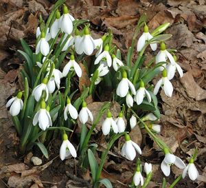 Sněženka podsněžník (Galanthus nivalis)