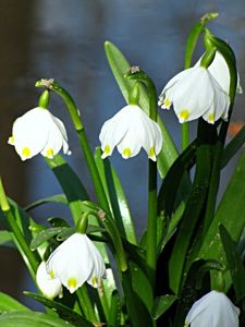 Bledule jarní (Leucojum vernum L.)