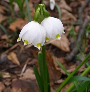 Bledule jarní (Leucojum vernum L.)