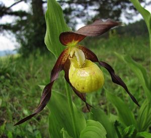 Střevíčník pantoflíček (Cypripedium calceolus)