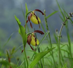 Střevíčník pantoflíček (Cypripedium calceolus)