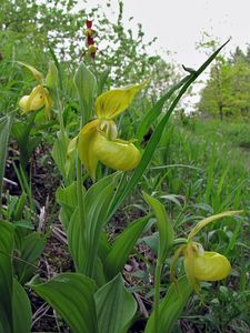 Střevíčník pantoflíček (Cypripedium calceolus)