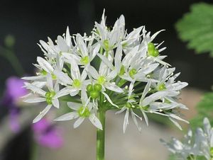 Česnek medvědí (Allium ursinum L.)